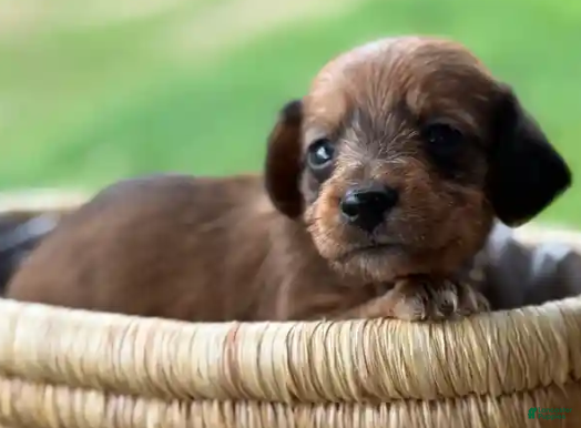 Miniature Dachshund dogs Red ~ WIRE HAIR~ FEMALE - Ad 3