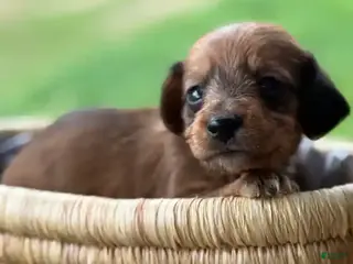 Miniature Dachshund dogs Red ~ WIRE HAIR~ FEMALE - Ad 3