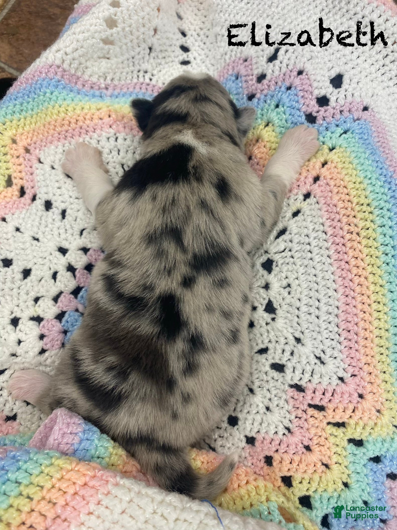 Pomsky dogs Elizabeth  - Ad 2