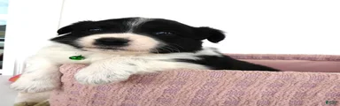 Border Collie Puppy 2 Patrick