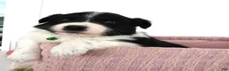 Border Collie dogs for sale: Border Collie Puppy 2 Patrick - Ad 1