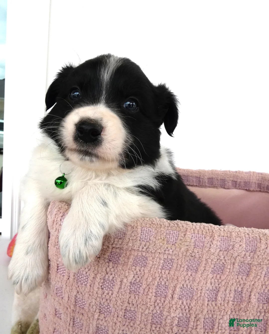 Border Collie dogs for sale: Border Collie Puppy 2 Patrick - Ad 1