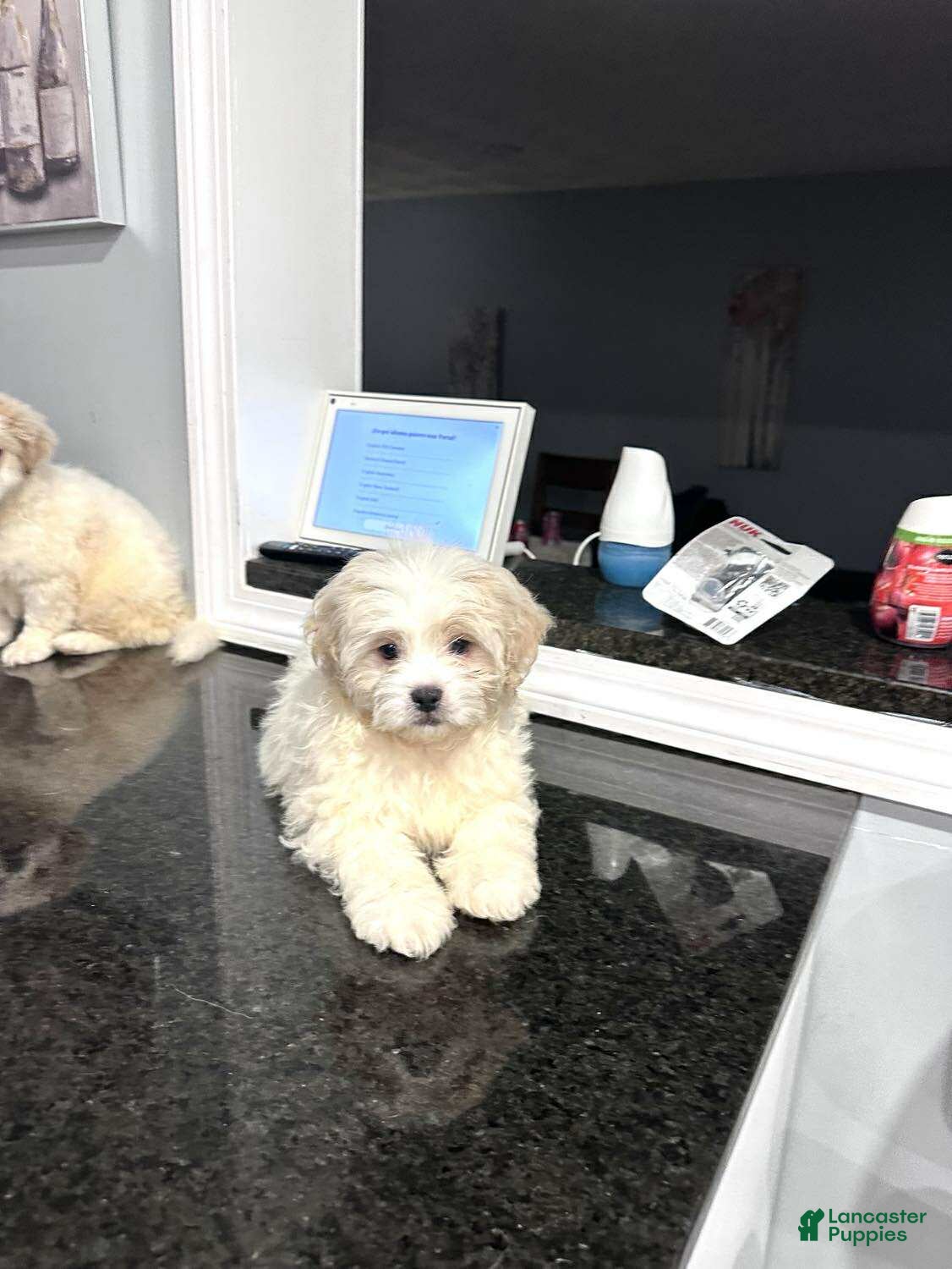 Pomapoo dogs Pomapoo Puppy 1 - Ad 3