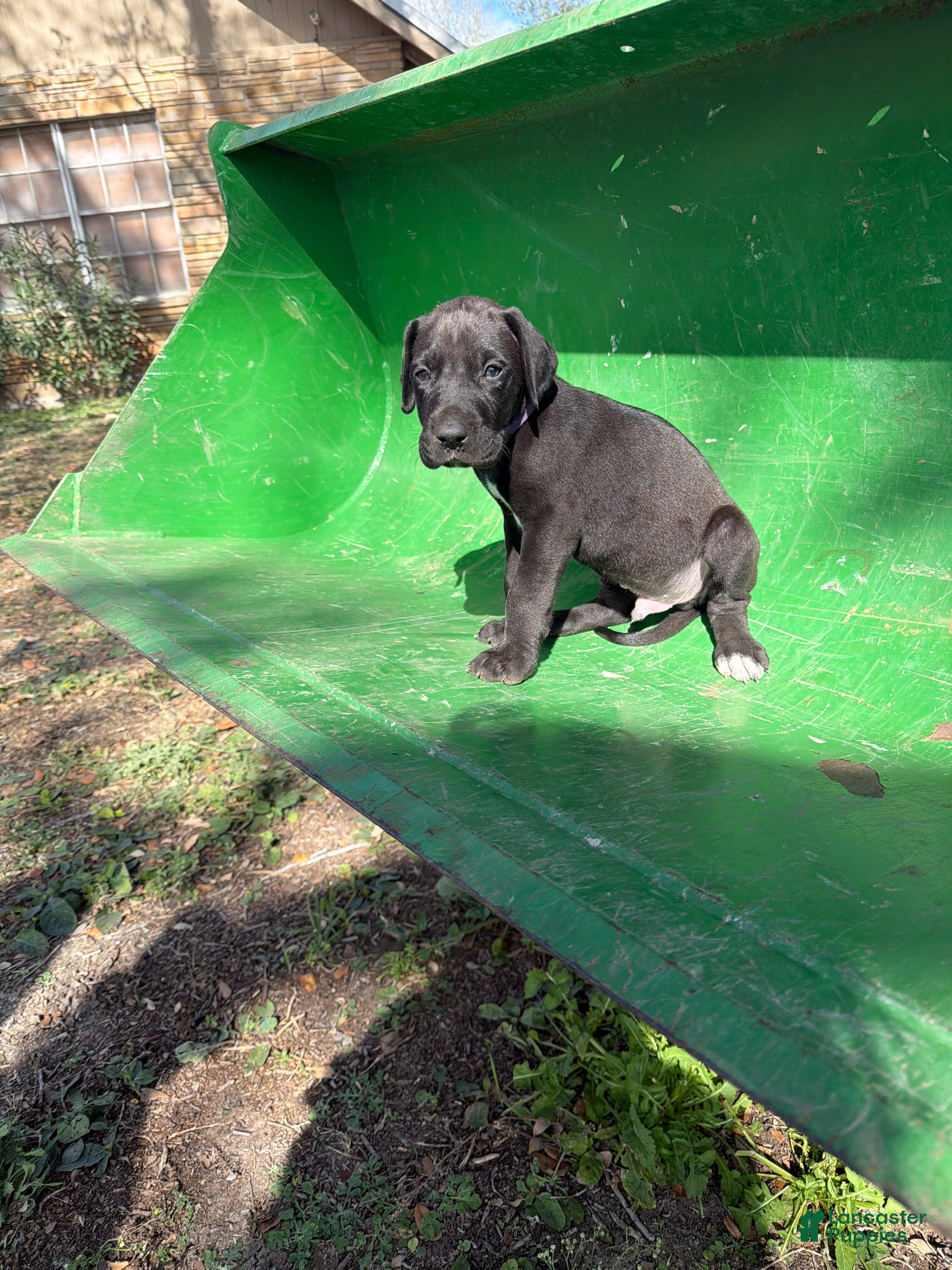 Great Dane dogs Tot - Ad 17