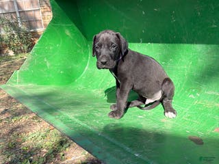 Great Dane dogs Tot - Ad 13