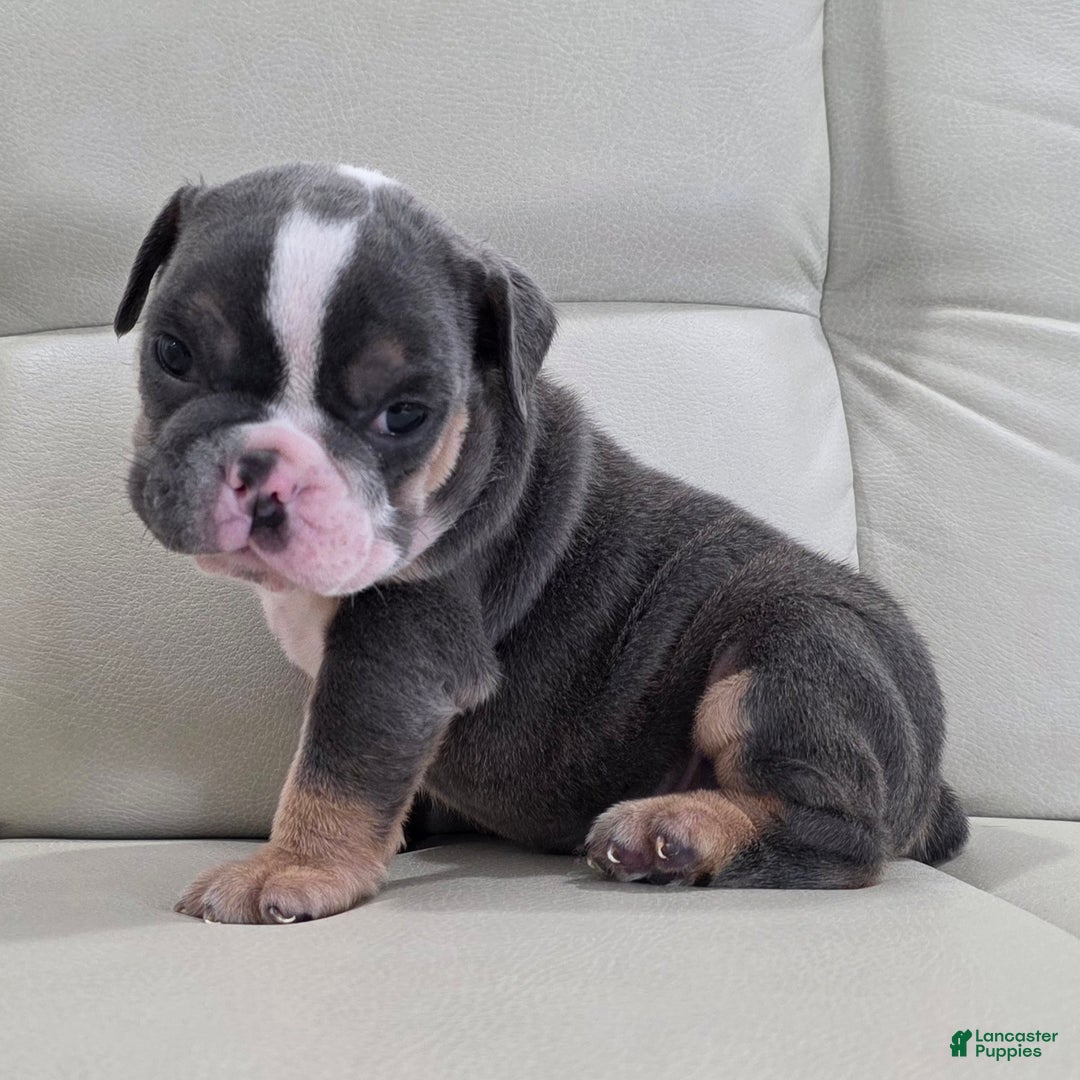 English Bulldog dogs for sale: Asher - Ad 1