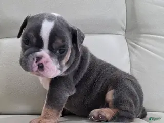 English Bulldog dogs Asher - Ad 36