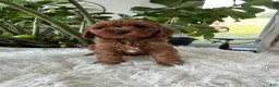 Cavapoo dogs for sale: Darcy  - Ad 4