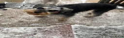 Miniature Schnauzer dogs for sale: Jack sparrow - Ad 6