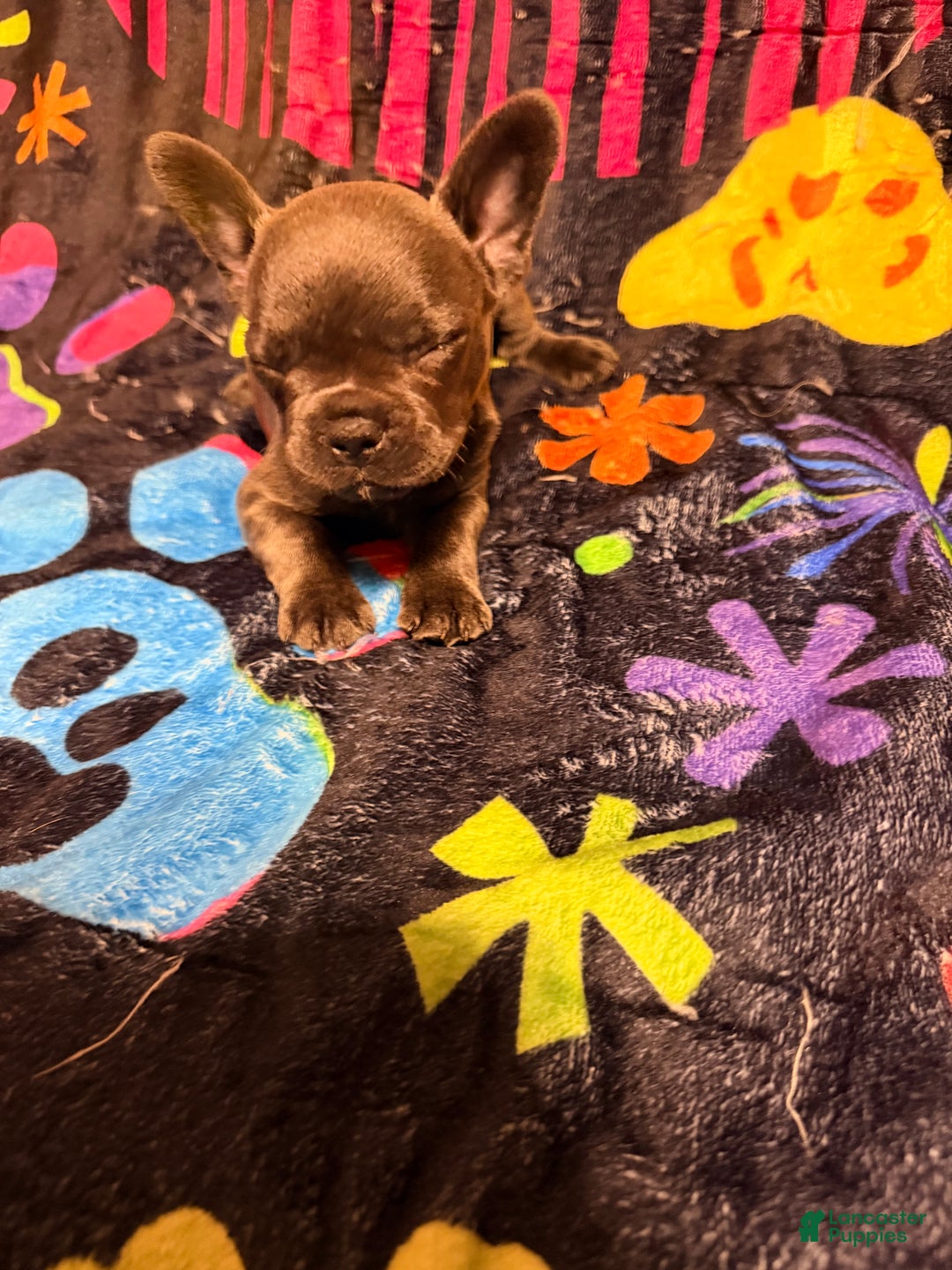 French Bulldog dogs for sale: Bubbles - Ad 1