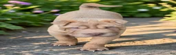 Shar Pei dogs for sale: Larry  - Ad 22