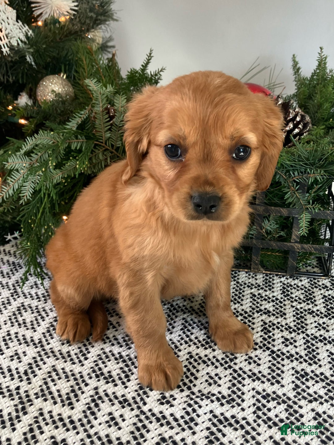 Miniature Golden Retriever dogs for sale: Lenny - Ad 4
