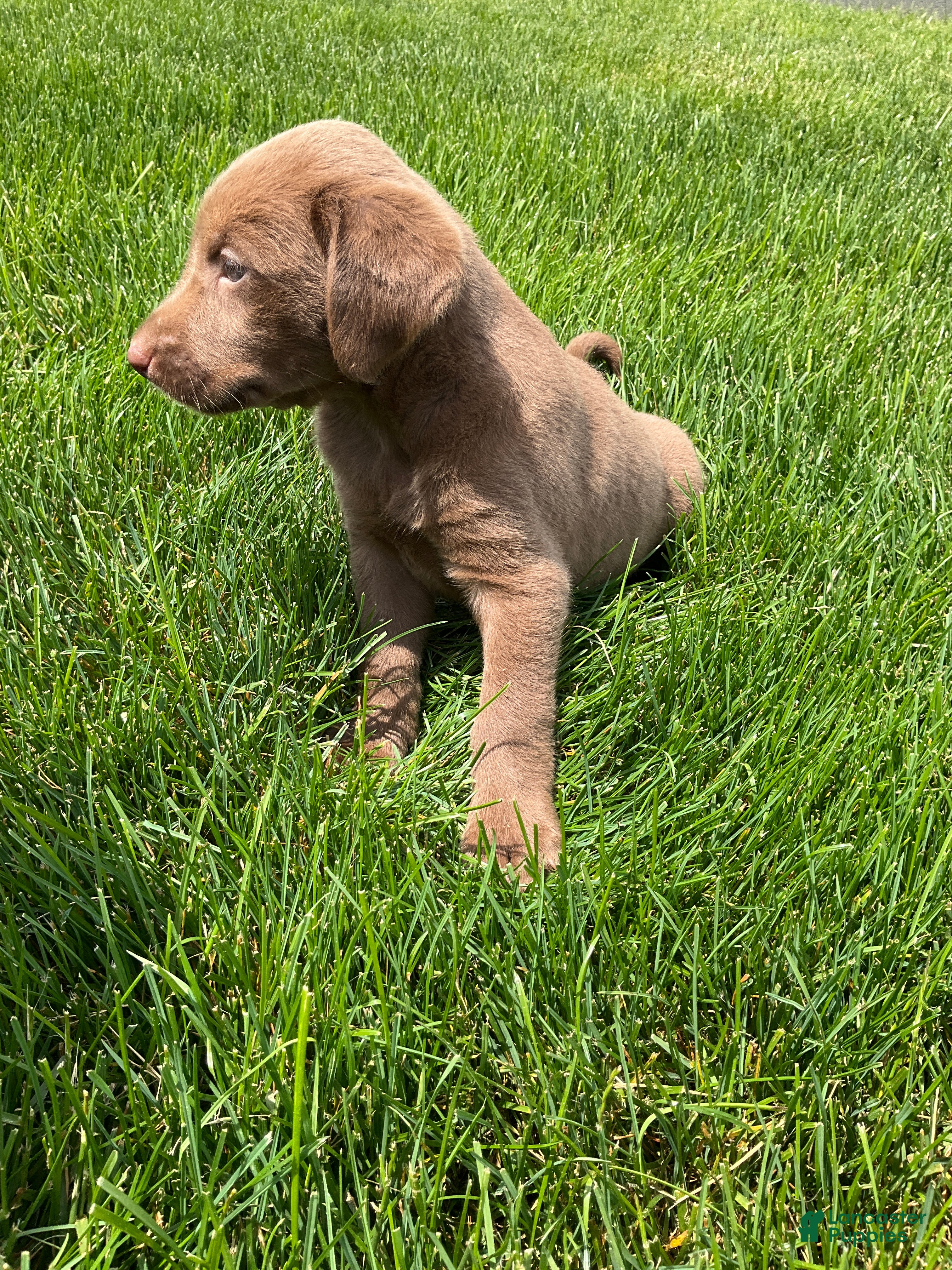 Labrador Retriever dogs for sale: Lindy - Ad 3