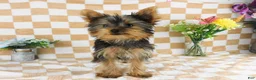 Yorkshire Terrier dogs for sale: Micheal - Ad 3