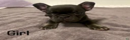 French Bulldog dogs for sale: Black and White Male - Ad 2