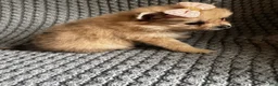 Pomeranian dogs for sale: Lilly - Ad 5