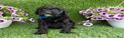 Mini Goldendoodle dogs for sale: Annie - Ad 4
