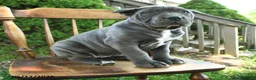 Cane Corso dogs for sale: Bella   - Ad 2