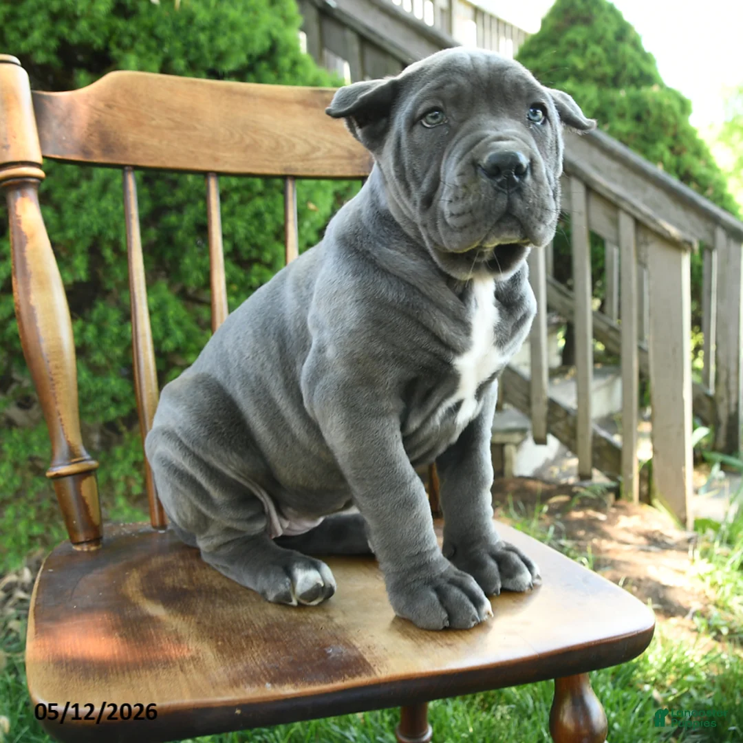 Cane Corso dogs for sale: Bella   - Ad 2