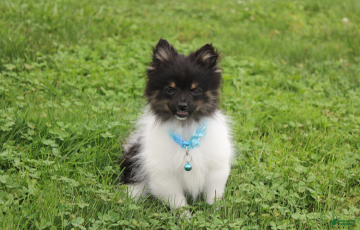 Pomeranian dogs Ziggy - Ad 2