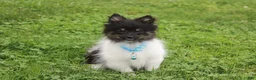 Pomeranian dogs for sale: Ziggy - Ad 2