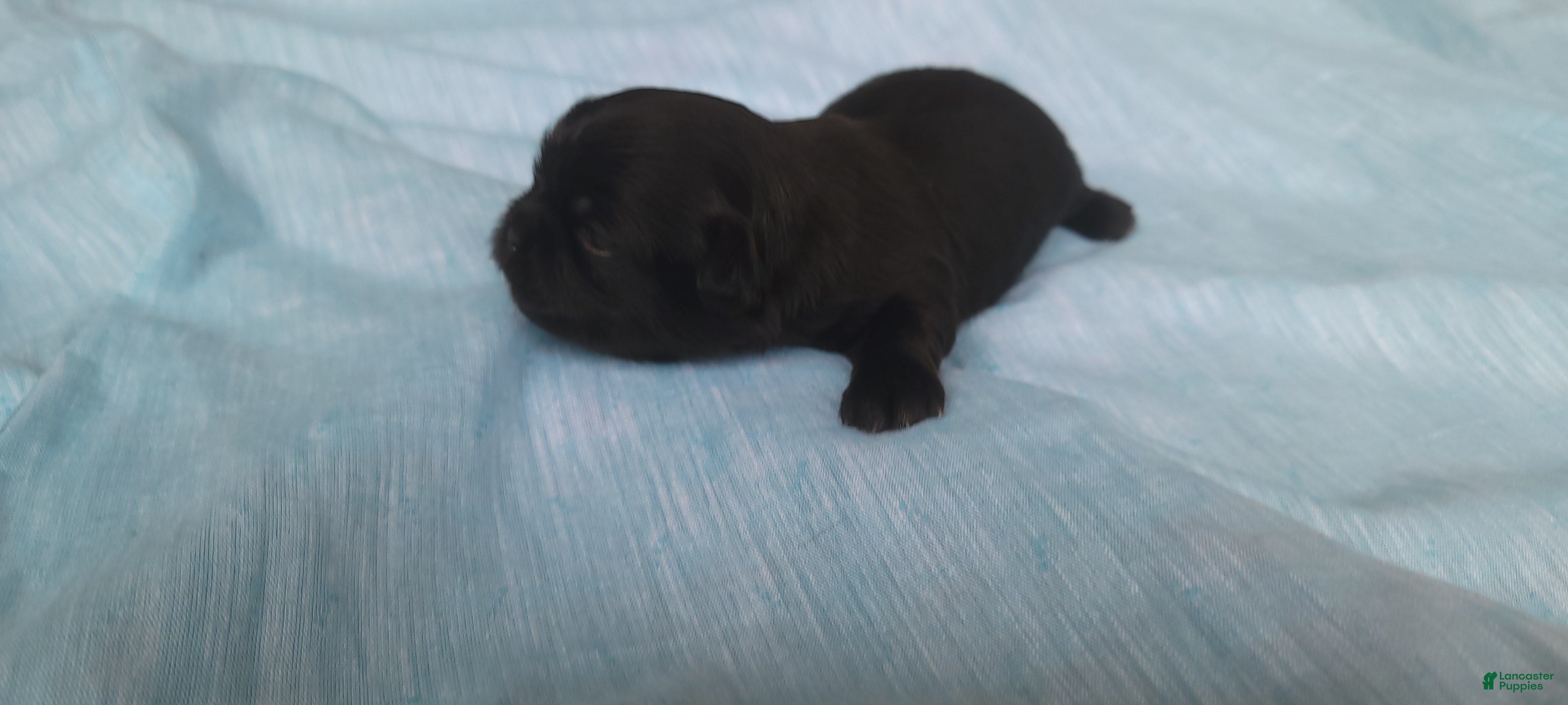 Shih Tzu dogs MAX, Shih Tzu, Male, 2 weeks, AKC Champion Blood Line - Ad 15