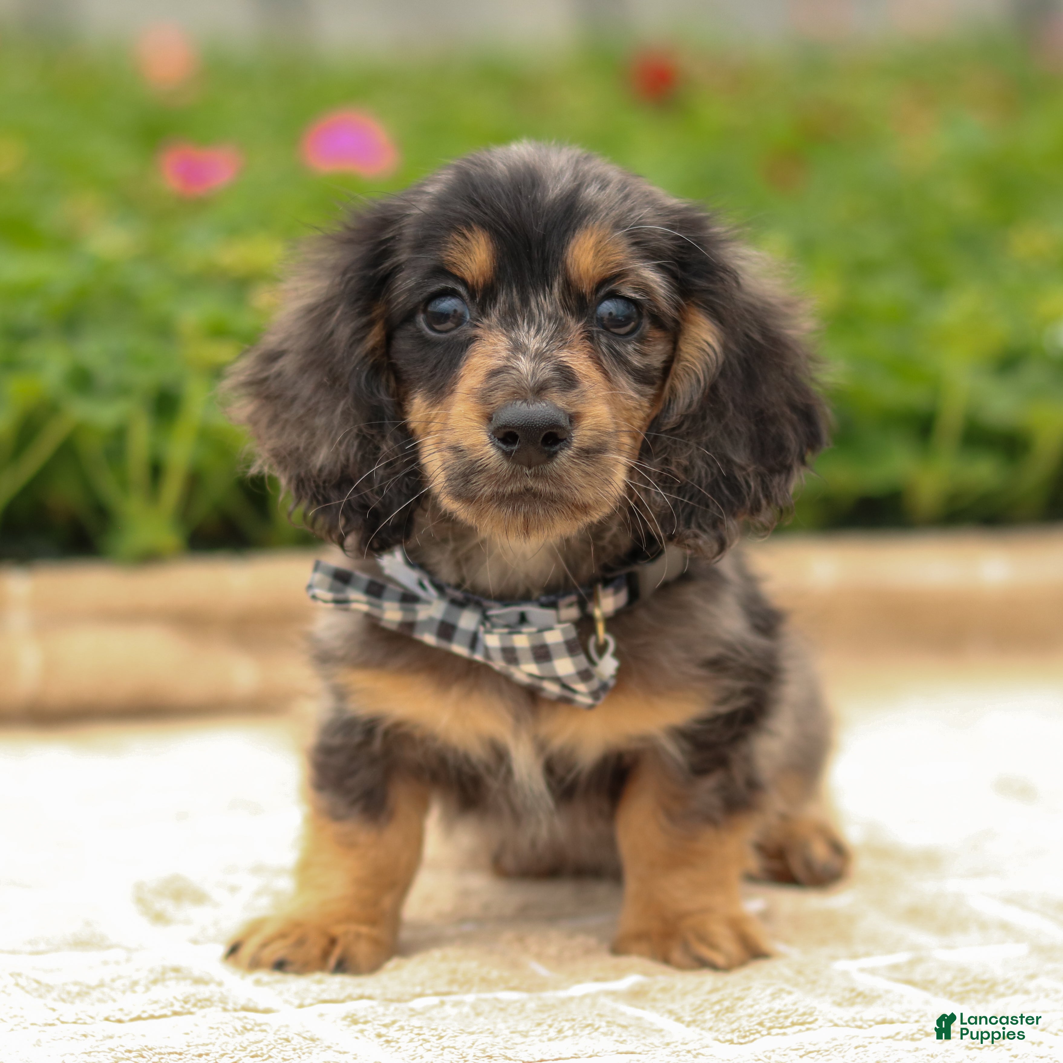 Miniature Dachshund dogs Miniature Dachshund Puppy 1 - Ad 2