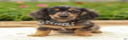 Miniature Dachshund dogs for sale: Miniature Dachshund Puppy 1 - Ad 2