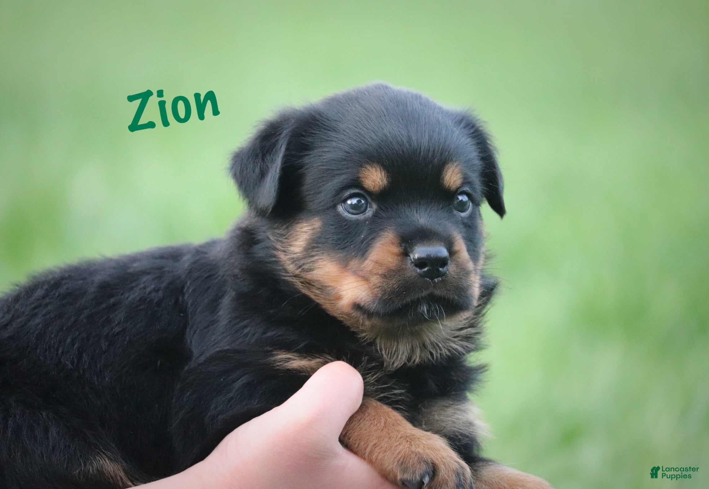 Rottweiler dogs Zion w LONG TAIL  - Ad 2