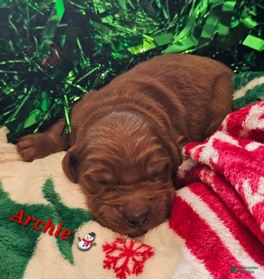 Goldendoodle dogs for sale: Archie - Ad 1