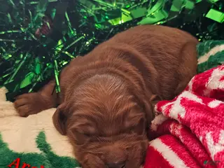 Goldendoodle dogs Archie - Ad 9