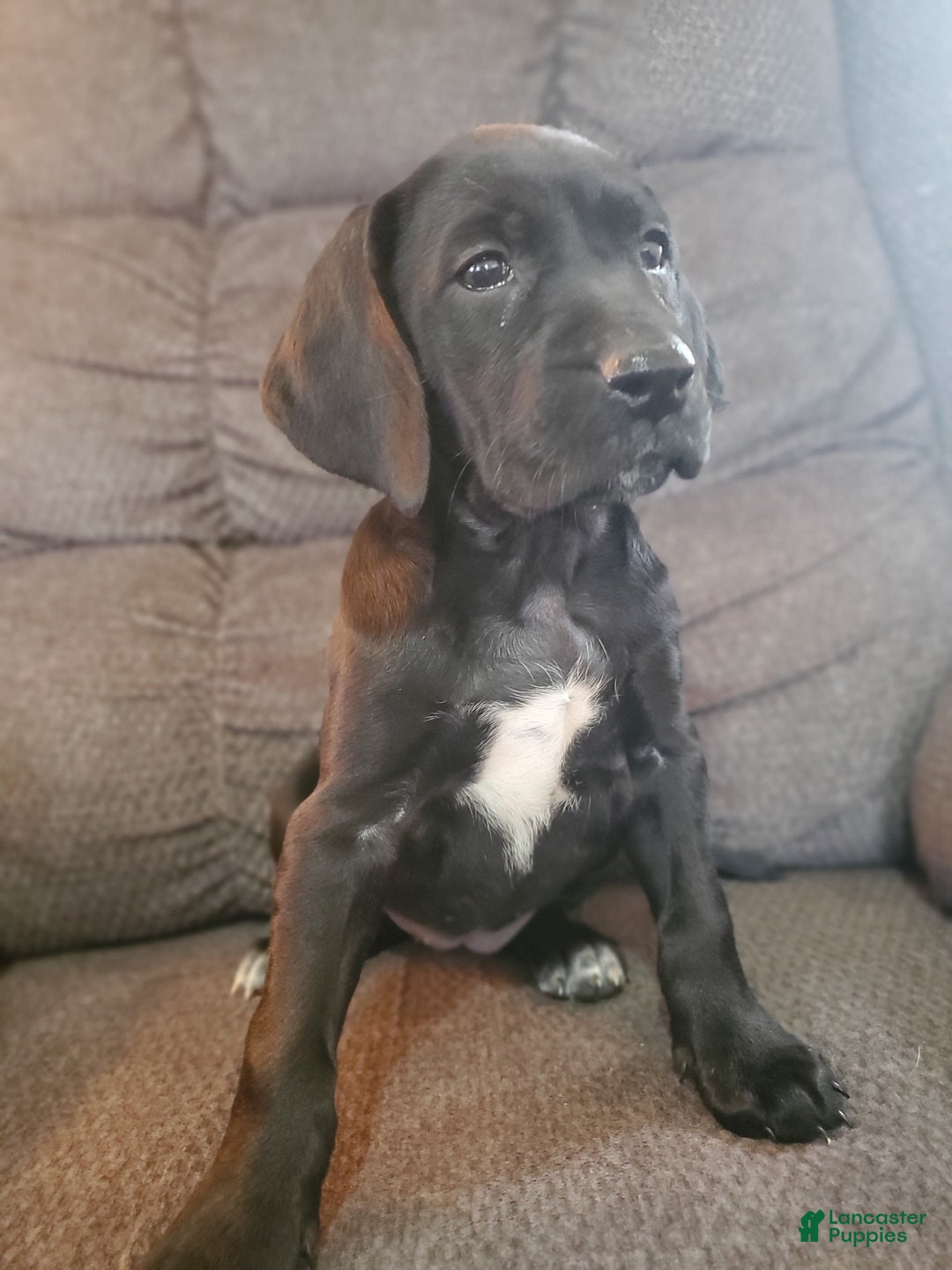 Mixed Breed dogs for sale: Lacy - Ad 2