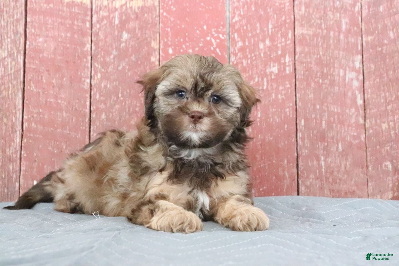 Shihpoo dogs Mabel - Ad 35