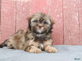 Shihpoo dogs Mabel - Ad 35