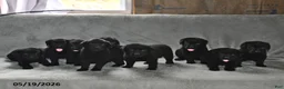 Labrador Retriever dogs for sale: Daisy - Ad 5