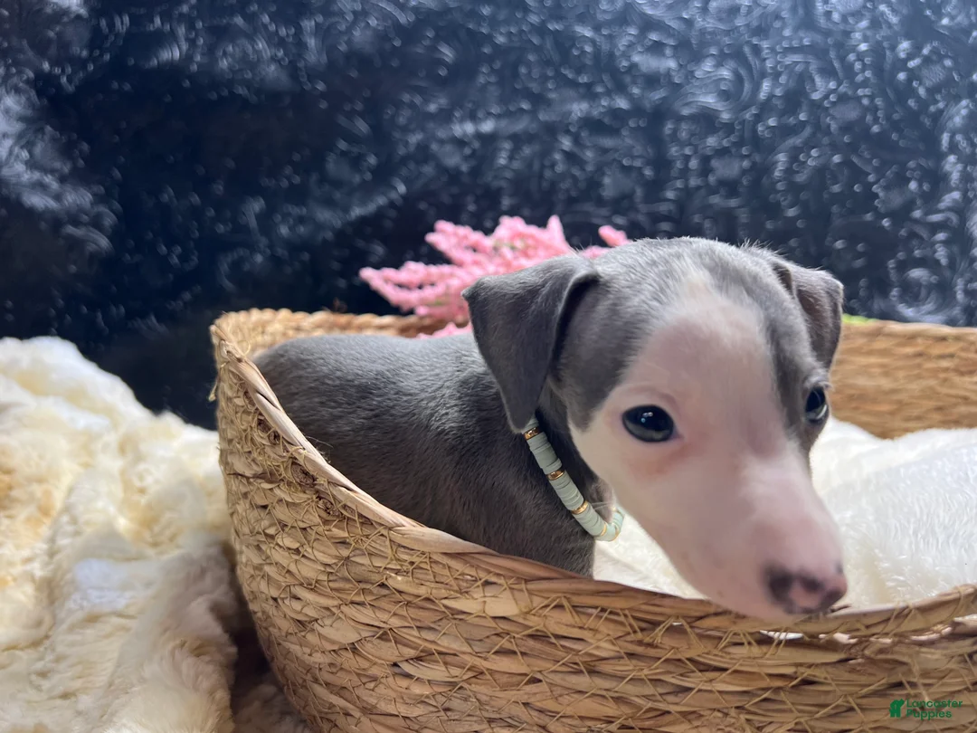 Italian Greyhound dogs for sale: Italian Greyhound 4 - Ad 10