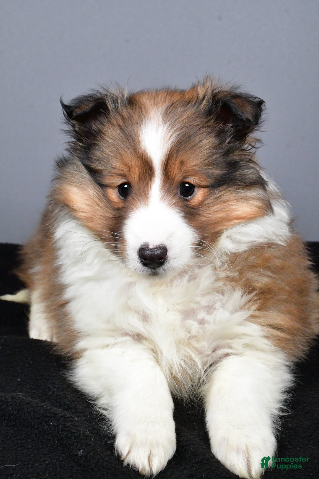 Shetland Sheepdog dogs for sale: Tracy - Ad 8