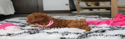 Bichpoo dogs for sale: Jenny - Ad 6