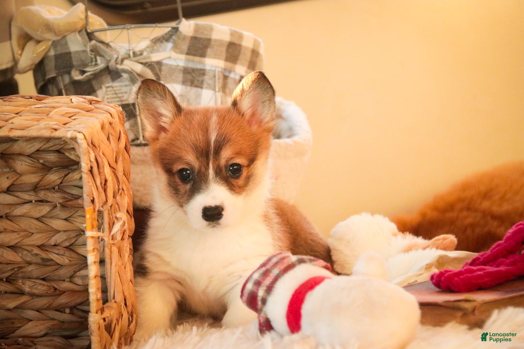 Welsh Corgi Pembroke dogs for sale: Waffle - Ad 4