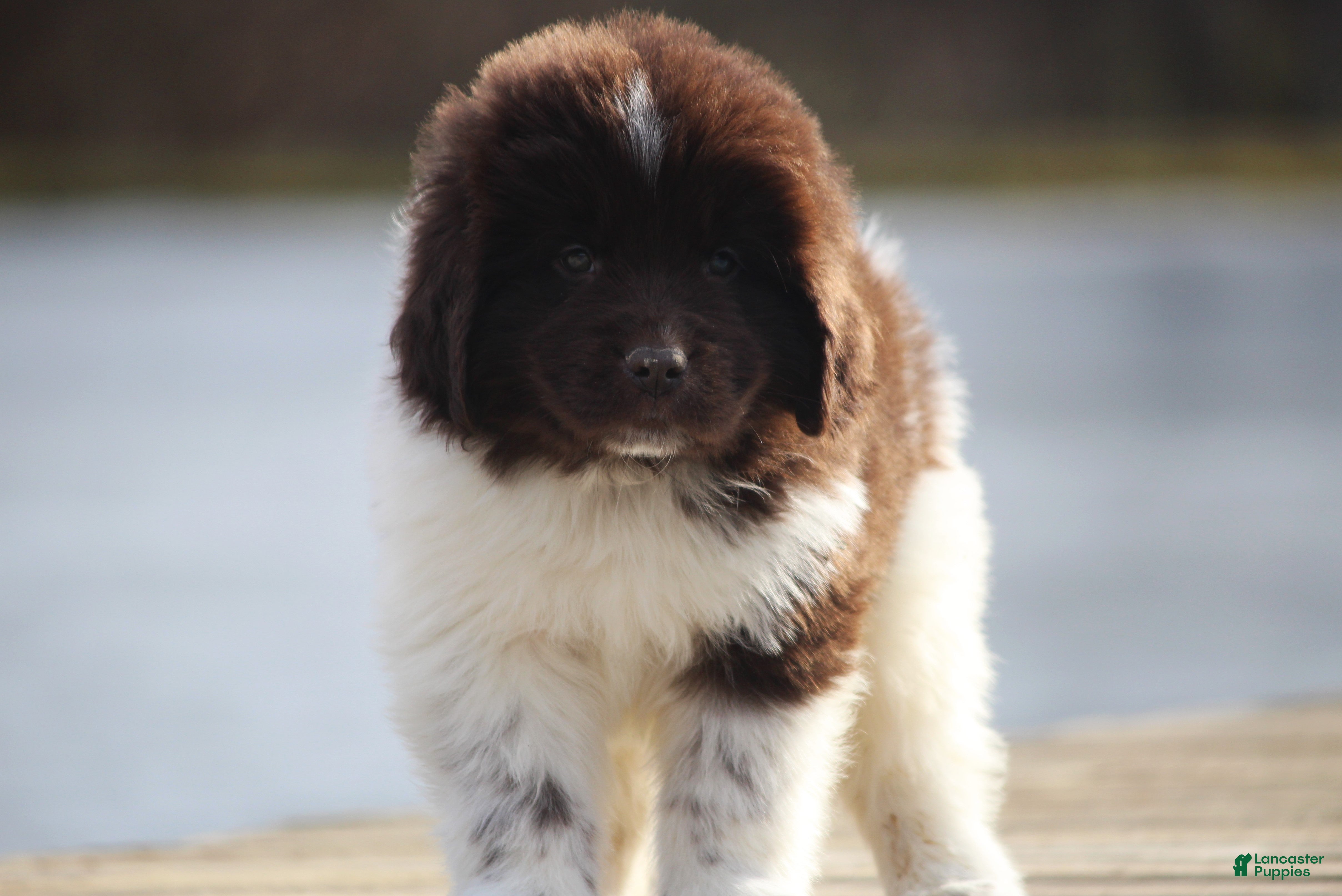 Newfoundland dogs Phoenix - Ad 28