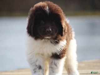Newfoundland dogs Phoenix - Ad 28