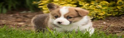 Welsh Corgi Pembroke dogs for sale: Andy - Ad 6