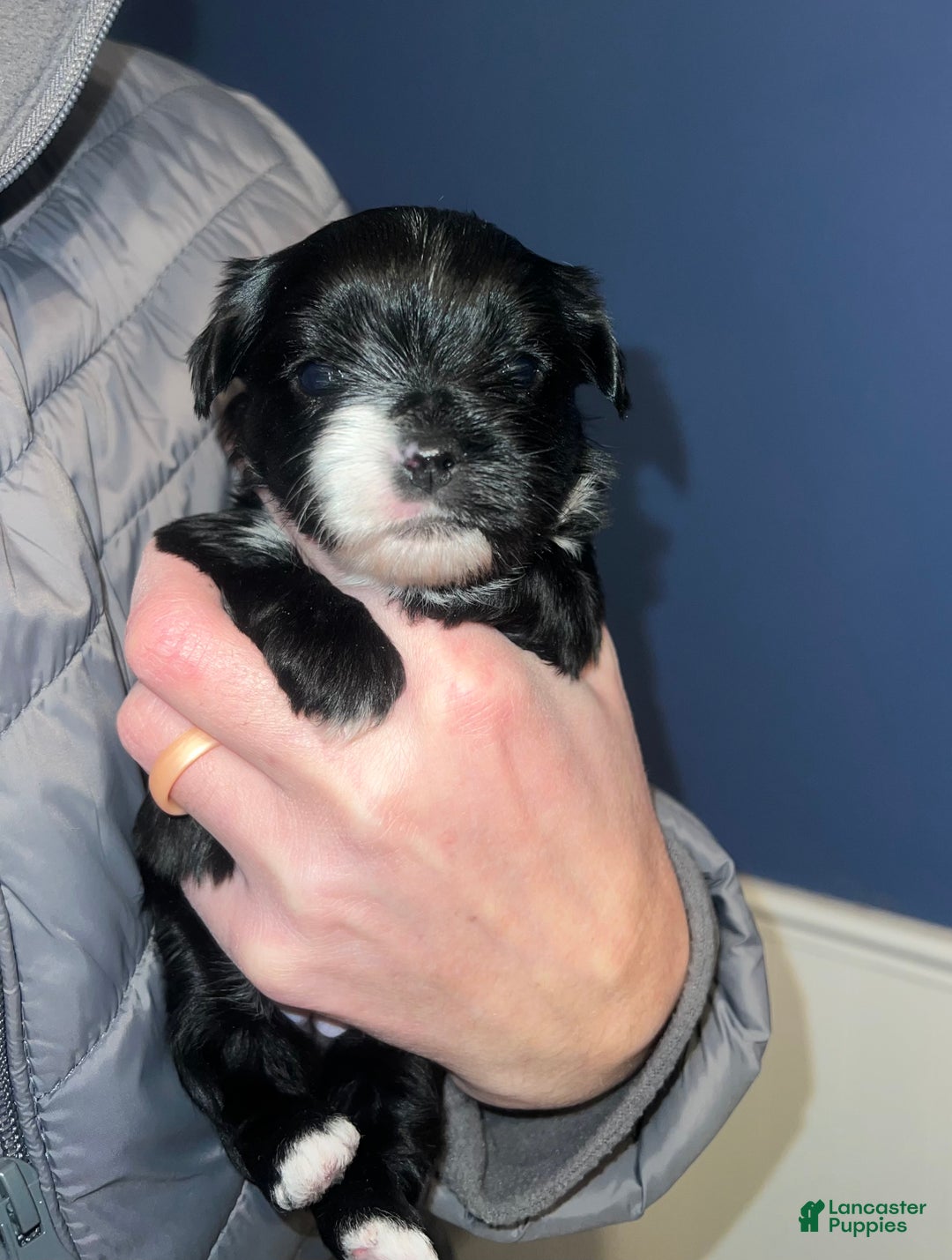 Yorkshire Terrier dogs for sale: Black Female - Ad 3