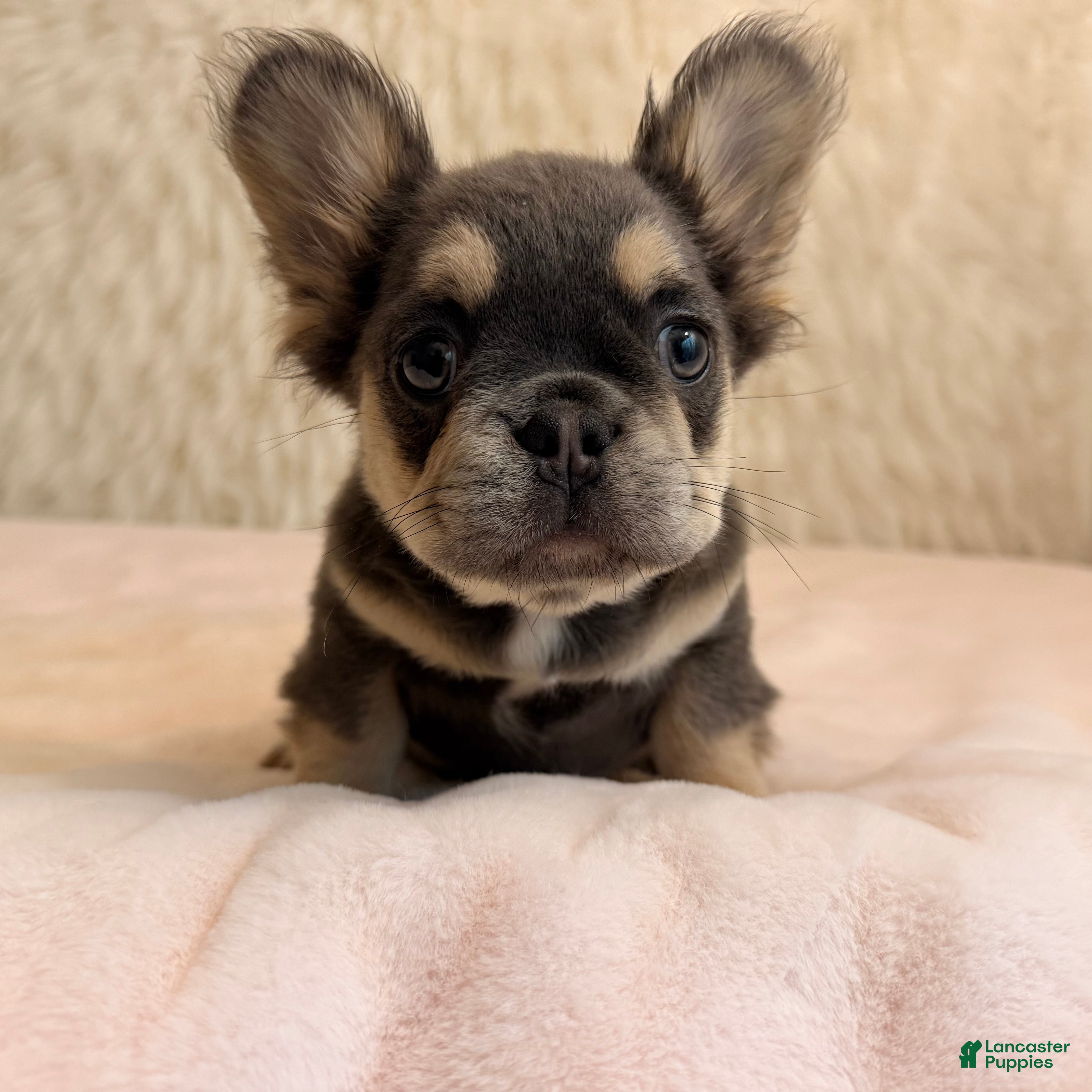 French Bulldog dogs French Bulldog Puppy 4 - Ad 1