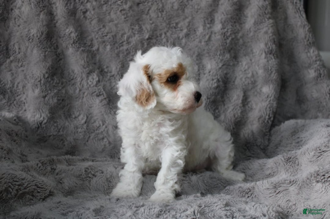 Mixed Breed dogs for sale: CavaPooChon male - JOB - Ad 4