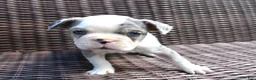 Boston Terrier dogs for sale: Cooper - Ad 6