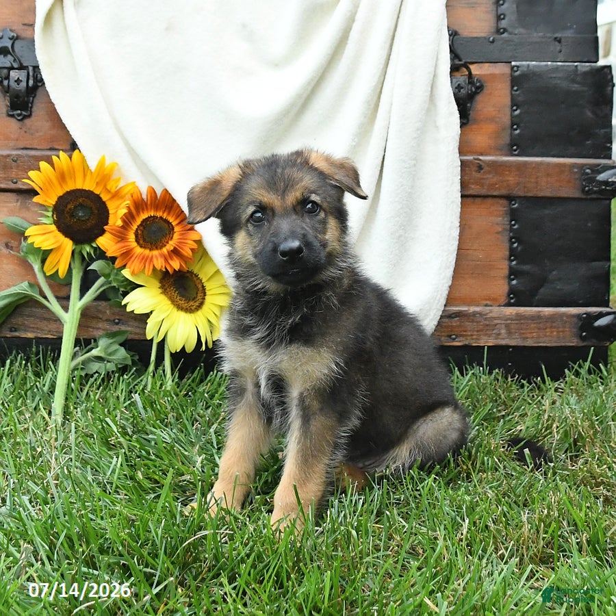 German Shepherd dogs Oasis - Ad 2