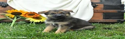 German Shepherd dogs for sale: Oasis - Ad 2