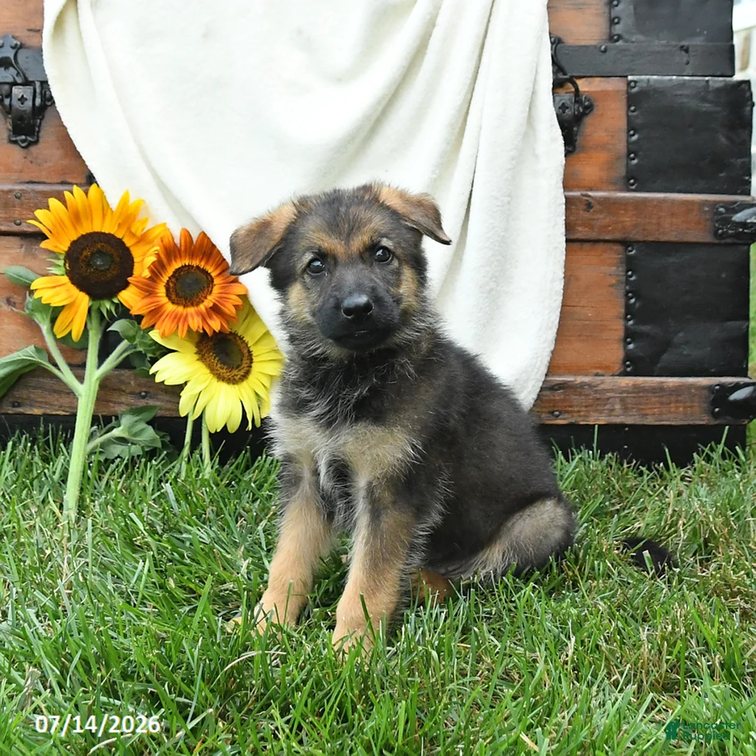 German Shepherd dogs for sale: Oasis - Ad 2