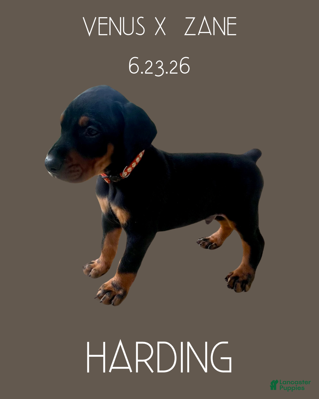 Doberman Pinscher dogs Doberman Pinscher 2 - Ad 2